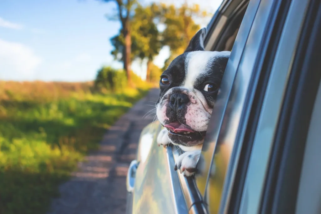 Cane affacciato dal finestrino di un’auto lungo una strada di campagna, immersa nel verde.